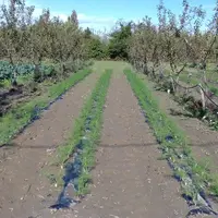 Marforest étudie la faisabilité d’insertion de cultures en vergers bio d’abricotiers et d’amandiers en région méditerranéenne, comme ici du fenouil pl