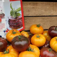 Produit toujours fondant et plein, les tomates noires font partie du segment côtelé qui connaît une forte progression ces cinq dernières années. © RFL