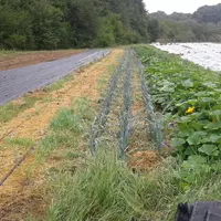 Un essai de maraîchage en sol vivant en Maine-et-Loire a associé des planches de potimarron, de poireau et chou plantés dans un couvert roulé. © CDDL