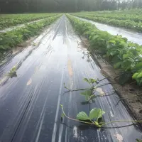 Les stolons servant à fabriquer les trayplants et mottes sont prélevés sur les pieds mères cultivés principalement en pleine terre jusqu’à présent. ©