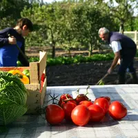 Les jardiniers produisent un volume de tomates de l'ordre de 400.000 tonnes, selon une estimation du CTIFL. © DR