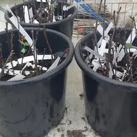 Après avoir séjourné plus ou moins longtemps dans de l’eau chaude, les rameaux fruitiers sont bouturés pour ensuite évaluer l’efficacité de ce traitem