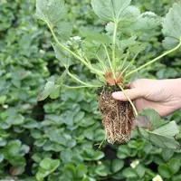 Son type, son origine, ses conditions d’élevage font du plant de fraisier une pièce maîtresse de la production de fraise. En associant la prise de fro