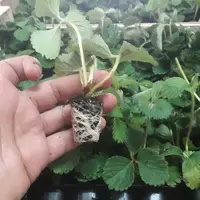 Planasa teste une offre de stolons élevés deux semaines. © Planasa
