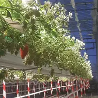 L’éclairage de plant sans prise de froid est un itinéraire très technique qui nécessite de disposer de matériels adaptés et performants. © Caté