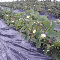 La plantation en sol de trayplants de fraisier est en augmentation chez les maraîchers diversifiés. Cette technique est maintenant bien maîtrisée par
