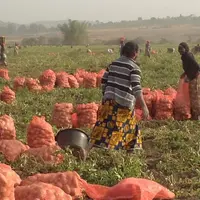 La pomme de terre est majoritairement cultivée par des femmes et assure une  rente financière pour la scolarisation, les soins ou l’amélioration des h