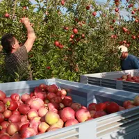 La Commission européenne a adopté des mesures exceptionnelles de soutien supplémentaire aux producteurs de fruits et légumes. © RFL