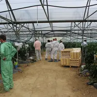 La visite dans les serres devait se faire en combinaison, en raison des mesures prises contre le virus ToBRFV. © RFL