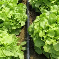 Le goutte à goutte permet de diminuer les quantités d’eau apportées et d’éviter d’humecter le feuillage.  © RFL