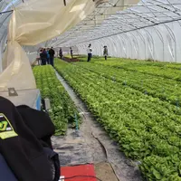 L’observation des nouvelles obtentions de salades est à la base du renouvellement des préconisations variétales. © RFL