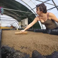 La mise en place des cultures se fait essentiellement par plants dont la plupart sont produits sur l'exploitation.  © E.T.