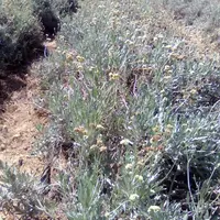 Parcelle expérimentale à Lansargues (34) suivie par le Cirad.
