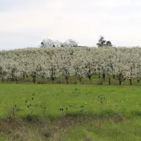 Le Gis Fruits a étudié cinq catégories de services : la production de fruits, l’économie et l’emploi, l’environnement, la santé et le bien-être, et le