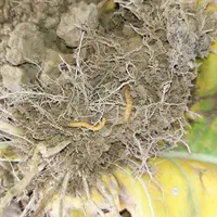 Le projet PROBIOTAUPIN vise à élaborer des stratégies de protection intégrant des solutions de biocontrôle en substitution des solutions phytopharmace