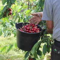 La campagne cerise a démarré avec une nette précocité et des prix soutenus, avant une forte dégradation entre le 8 et le 20 juin. © RFL