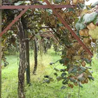 La production annuelle du secteur touché pourrait être amputée de 1 500 à 1 800 tonnes de fruits. © RFL
