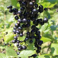 800 tonnes de la variété de cassis « Noir de Bourgogne », la plus aromatique, ont été récoltées en 2020. © rfl