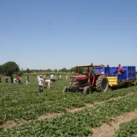 L'exonération spécifique de charges patronales pour les employeurs de saisonniers agricoles, ou TODE, a été reconduite pour 2021. © RFL
