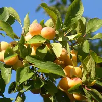 Les prunes traditionnelles restent les plus appréciées, loin devant les variétés américano-japonaises.  © P. Greff