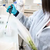 Thomas plants vient d’investir dans un laboratoire de biologie moléculaire qui analyse l'état virologique de la totalité des plants des tomates au mom