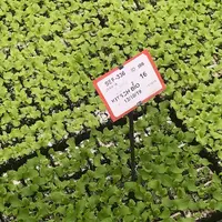 La production de plants pour l'agriculture biologique nécessite plus de technicité et des méthodes de production parfois utilisées sur les autres plan