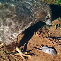Certains rapaces ont un rôle important dans la régulation du campagnol provençal sur le pourtour méditerranéen. En photo, une buse variable attirée pa