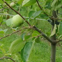 La taille mixte est la combinaison de branches fruitières de vigueur faible à moyenne situées jusqu’à hauteur d’homme et du raccourcissement des pouss