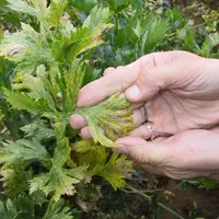 Le Conseil stratégique devra proposer des leviers adaptés pour réduire l’utilisation des produits phytosanitaires de synthèse. © RFL
