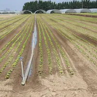 L'eau et l''irrigation deviennent des préoccupations pour les productions légumières du nord de la France. © RFL