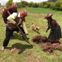 La « chaquitaccla » est l’outil emblématique de l’agriculture andine pratiquée par les Incas qui maîtrisaient déjà l'hybridation, l'irrigation, la con