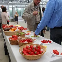 Plus de deux millions de variations mineures du génome de la tomate ont été analysés pour identifier les gènes de sa saveur. © RFL
