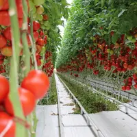 Sur des cultures longues, l'équilibre de la plante apporte régularité et homogénéité à la production.   © RFL