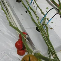 Le projet Reveil vise à identifier des différences d’efficience des fertilisants d’origine génétique entre les variétés de tomate.   © RFL