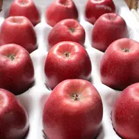 La France est septième dans le classement de la compétitivité des pays producteurs de pomme.  © RFL