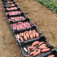 Si les variétés à chair orange sont les plus cultivées, la référence étant Beauregard, d’autres types peuvent présenter de l’intérêt.  © V. Bargain