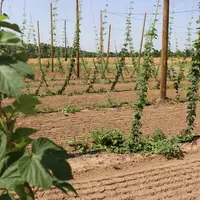 Une parcelle expérimentale de houblon a été implantée en 2019 au lycée agricole de Sainte-Livrade-sur-Lot (Lot-et-Garonne). © RFL