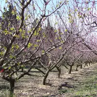 Le débourrement précoce (ici sur pêcher) est le symptôme de l'ECA qui a été suivi lors de la prospection sur près de 600 000 arbres dans la Drôme. © F