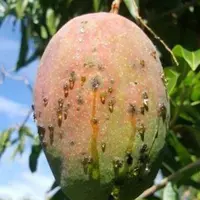 Dégâts sur mangue © S. Cadet, Chambre ...