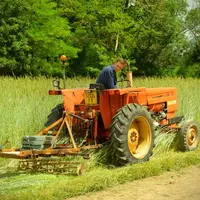 Les couverts végétaux peuvent être un moyen d’enrichir le sol en matière organique, de limiter le développement des adventices, de moins travailler le