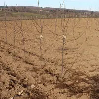 La densité de plantation influence le potentiel de rendement lors de replantations successives. © Invenio