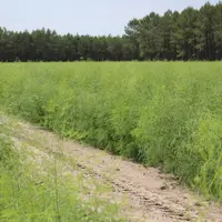 La quantité de glucides issue de la photosynthèse estivale et stockée dans la griffe à l'automne conditionne  le rendement de l'aspergeraie l'année su
