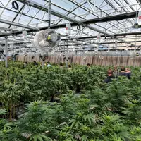 La culture de cannabis pour un usage thérapeutique ou « récréatif » est autorisée dans quelques pays dans le monde, comme ici dans le Colorado, aux Et