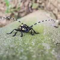 Les ravageurs émergents, ici le capricorne asiatique, sont l'un des challenges majeurs auxquels doit faire face la filière fruit et ce dans un context