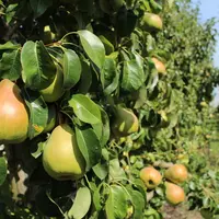 La poire et de nombreuses autres productions fruitières et légumières pourraient subir des pertes économiques. © RFL