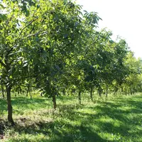 L'irrigation devient indispensable pour assurer la pérennité de la filière noix en Corrèze. © RFL