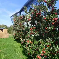 Les variétés internationalement connues sont les plus répandues mais le « fruit historique » de la région est la variété Kronprinz Rudolf (prince héri