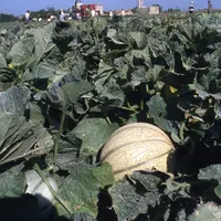 Le melon doit faire face à de nombreux bioagresseurs. Plutôt qu'une lutte frontale, la mobilisation des principaux leviers agroécologiques est aujourd