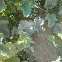 La protection contre l'oïdium peut être envisagée à base de Bacillus pumilus souche QST 2808, champignon qui agit par antagonisme et est utilisable en