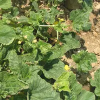 En l’absence de virucide, la protection passe par l’utilisation de matériel sain et aussi l’élimination des plantes malades et des adventices.  © Sud